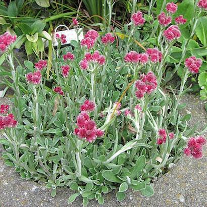 Antennaria dioica 'Rubra'