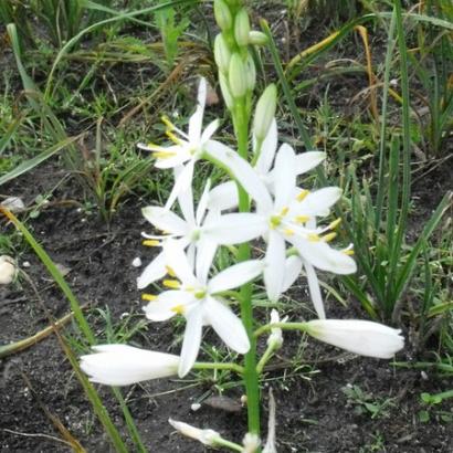 Anthericum liliago