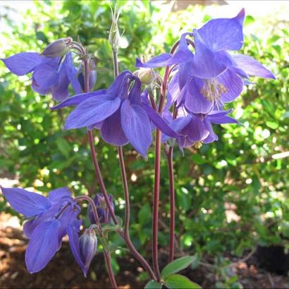 Aquilegia alpina