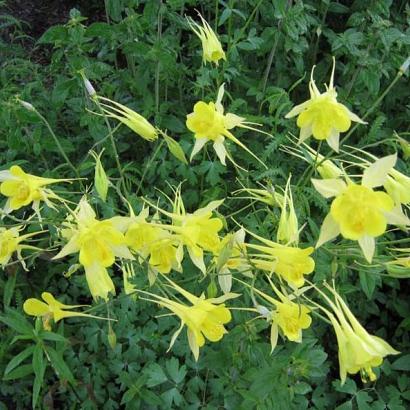 Aquilegia chrysantha 'Yellow Queen'