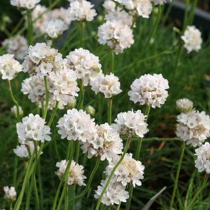 Armeria mar. 'Alba'