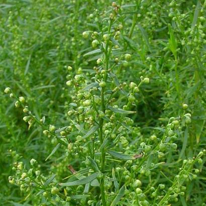 Artemisia dracunculus