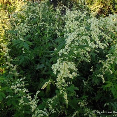 Artemisia lactiflora