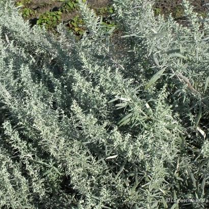 Artemisia lud. 'Silver Queen'