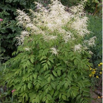 Aruncus dioicus