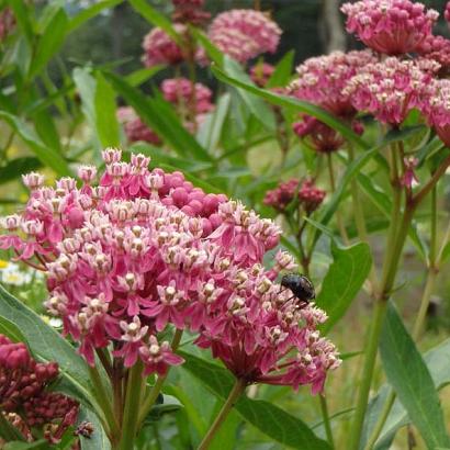 Asclepias incarnata