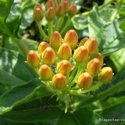 Asclepias tuberosa