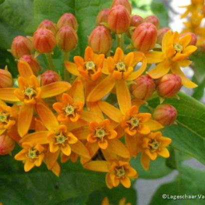 Asclepias tuberosa