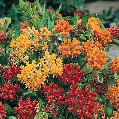 Asclepias tub. 'Gay Butterflies'