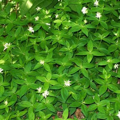 Asperula taurina