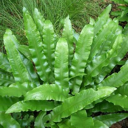 Asplenium scolopendrium