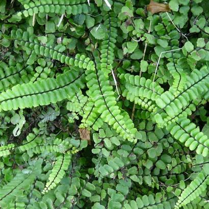 Asplenium trichomanes