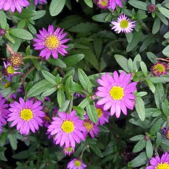 Aster ageratoides 'Ezo Murazaki'