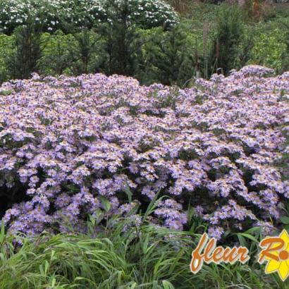 Aster ageratoides 'Stardust'