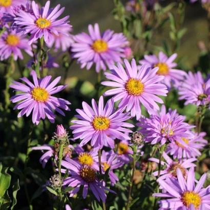 Aster amellus 'Rosa Erfüllung'