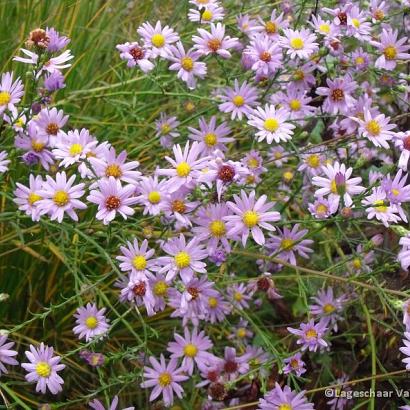 Aster azureus