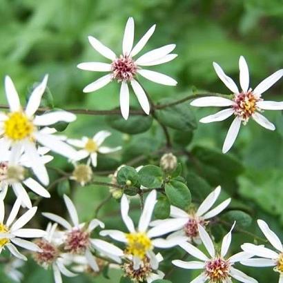 Aster cordifolius 'Silver Spray'