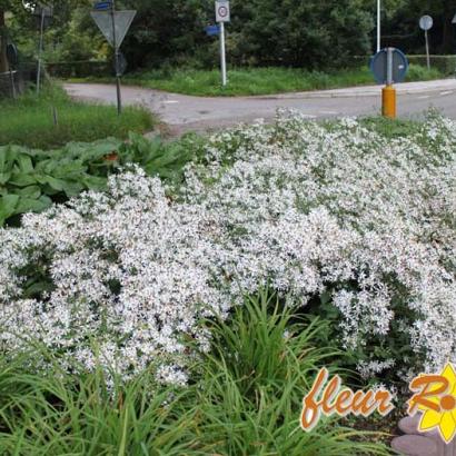 Aster divaricatus