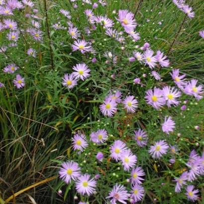 Aster ericoides 'Blue Star'