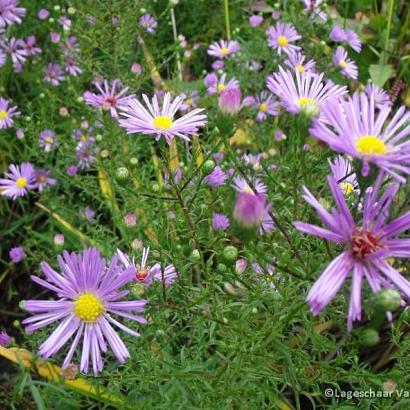 Aster ericoides 'Blue Star'