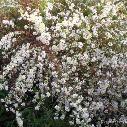 Aster ericoides 'Erlkönig'