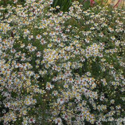 Aster ericoides 'Golden Spray'