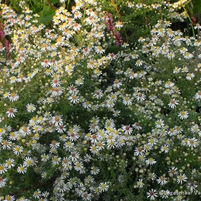 Aster ericoides 'Golden Spray'