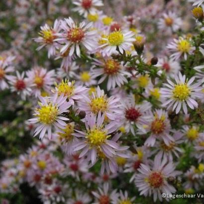 Aster ericoides 'Lovely'