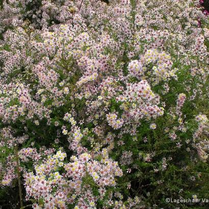 Aster ericoides 'Lovely'