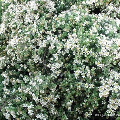 Aster ericoides 'Snowflurry'