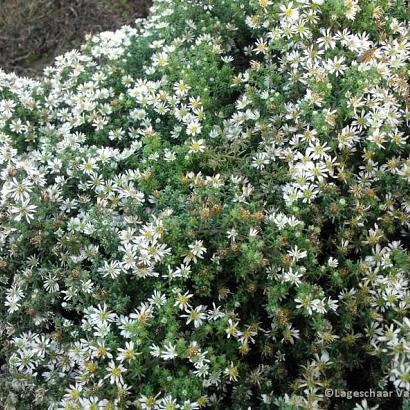 Aster ericoides 'Snowflurry'