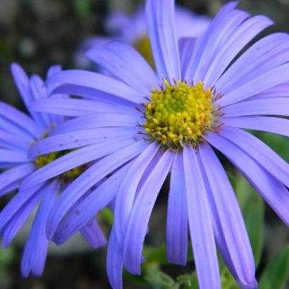 Aster frikartii 'Jungfrau'