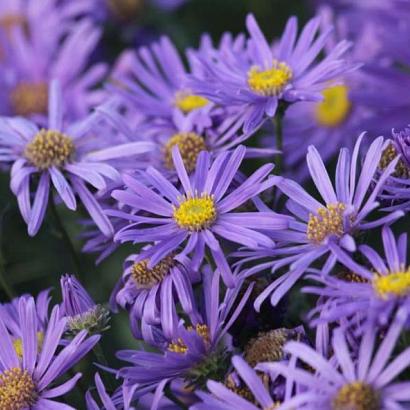 Aster frikartii 'Jungfrau'