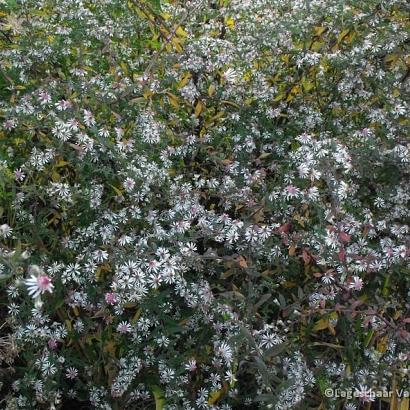 Aster l. 'Lady in Black'