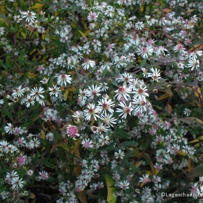 Aster l. 'Lady in Black'