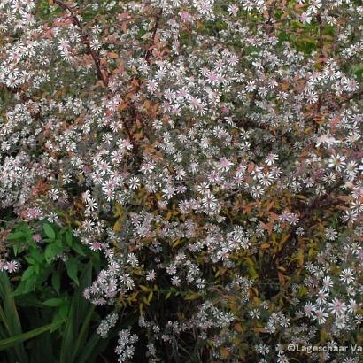 Aster l. 'Lady in Black'