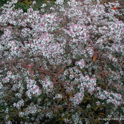 Aster l. 'Lady in Black'