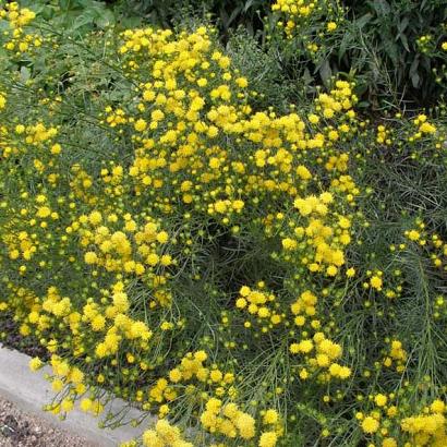 Aster linosyris