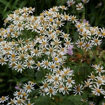 Aster macrophyllus