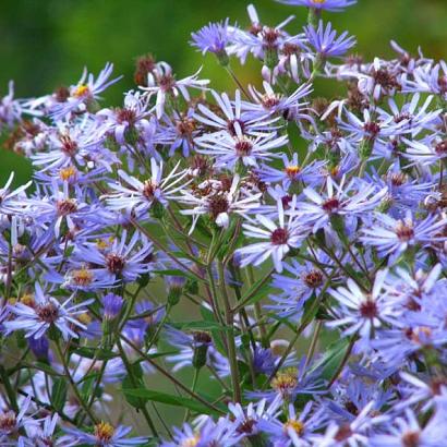 Aster macrophyllus 'Twilight'