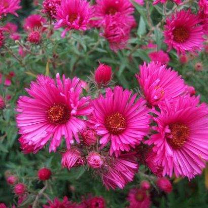 Aster n.-a. 'And. an Alma Pötschke'