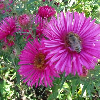 Aster n.-a. 'And. an Paul Gerber'