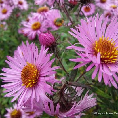 Aster n.-a. 'Barr's Pink'