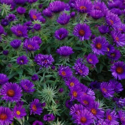 Aster n.-a. 'Purple Dome'