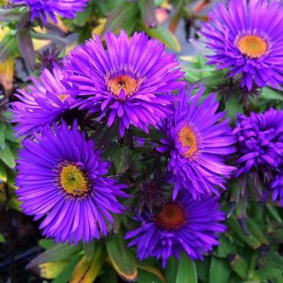 Aster n.-a. 'Purple Dome'