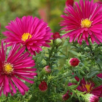 Aster n.-b. 'Crimson Brocade'