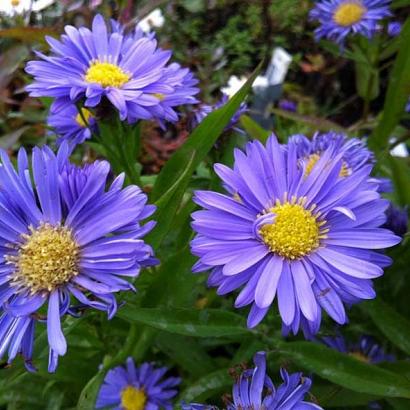 Aster n.-b. 'Marie Ballard'