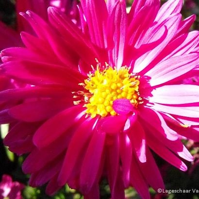 Aster n.-b. 'Royal Ruby'