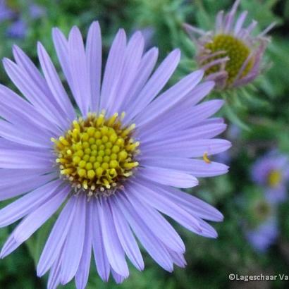 Aster oblong. 'October Skies'