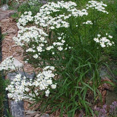 Aster ptarmicoides